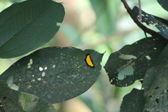 Xanthyris flaveolata