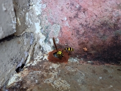 Phimenes flavopictus flavopictus