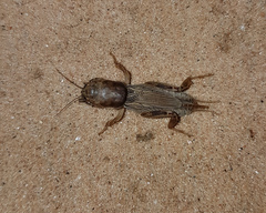 Neoscapteriscus didactylus
