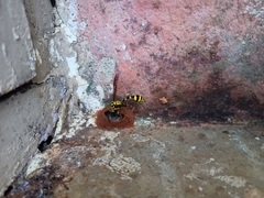 Phimenes flavopictus flavopictus