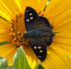 Polygonus savigny savigny