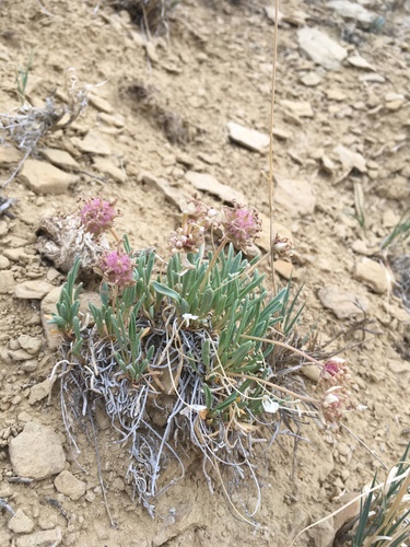 Galisteo sand verbena (Abronia bigelovii)