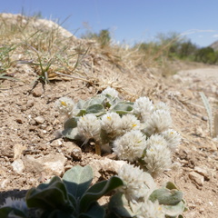 Gomphrena caespitosa