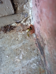 Phimenes flavopictus flavopictus