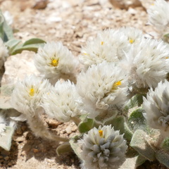 Gomphrena caespitosa