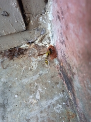 Phimenes flavopictus flavopictus