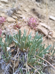 Abronia bigelovii