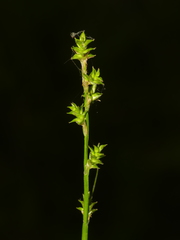 Carex seorsa