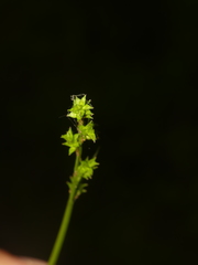 Carex seorsa
