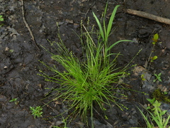 Carex seorsa