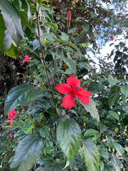 Hibiscus rosa-sinensis