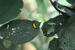 Xanthyris flaveolata