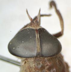 Esenbeckia