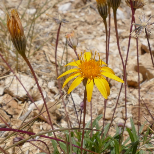 longstalk chinchweed (Pectis longipes)