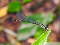 Palaemnema