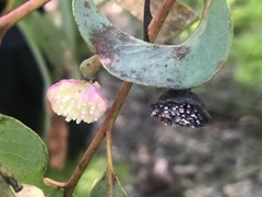 Apiomorpha rosaeformis