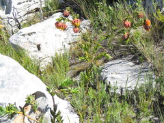 Liparia splendens splendens