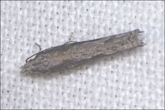 Holocola melanographa