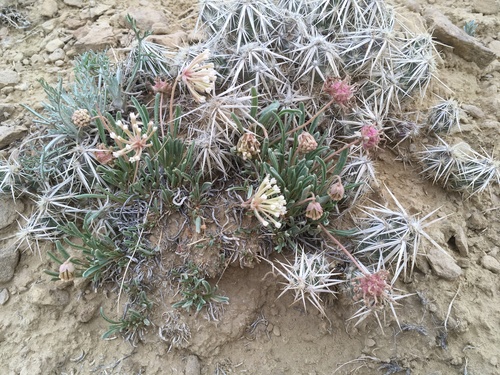 Abronie Bigelovova (Abronia bigelovii)
