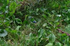 Doxocopa laurentia laurentia