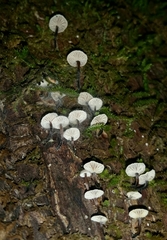 Micromphale arbuticola