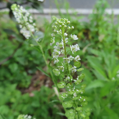 Lepidium virginicum