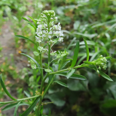 Lepidium virginicum