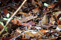 Brookesia decaryi