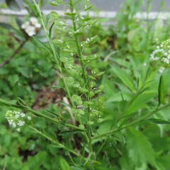 Lepidium virginicum