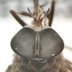 Esenbeckia