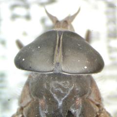 Esenbeckia