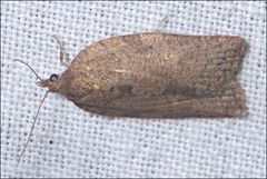 Meritastis laganodes