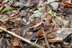 Brookesia decaryi