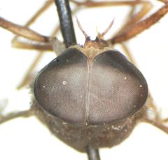 Esenbeckia