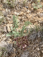 Vesper constancei