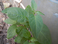 Solanum dulcamara