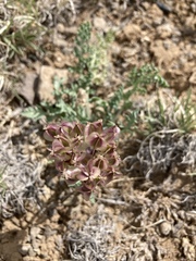 Vesper constancei
