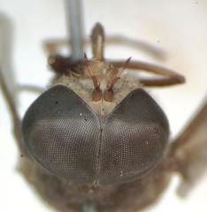 Esenbeckia