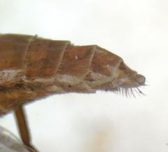 Esenbeckia