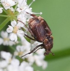 Valgus canaliculatus