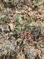 Vesper constancei
