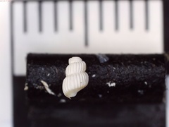 Truncatella