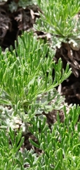 Artemisia morrisonensis