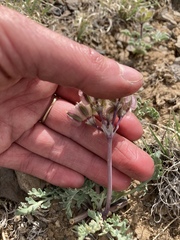 Vesper constancei