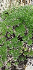 Artemisia morrisonensis