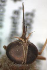 Esenbeckia