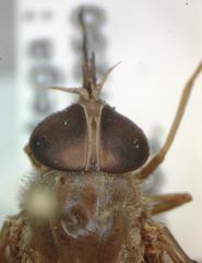 Esenbeckia