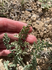 Vesper constancei