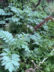 Melianthus