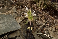 Acanthomintha lanceolata